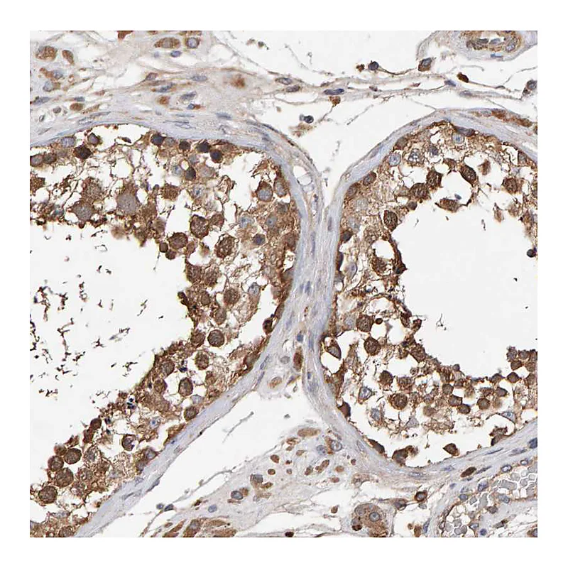 Atlas Antibodies Anti-RNF19A Antibody