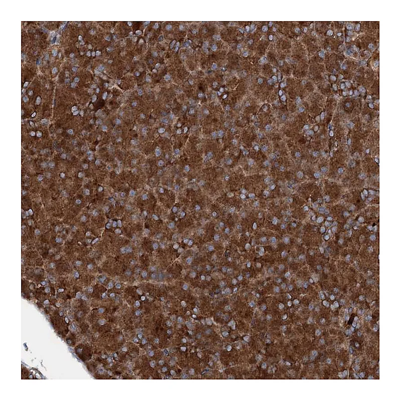 Atlas Antibodies Anti-RNF214 Antibody