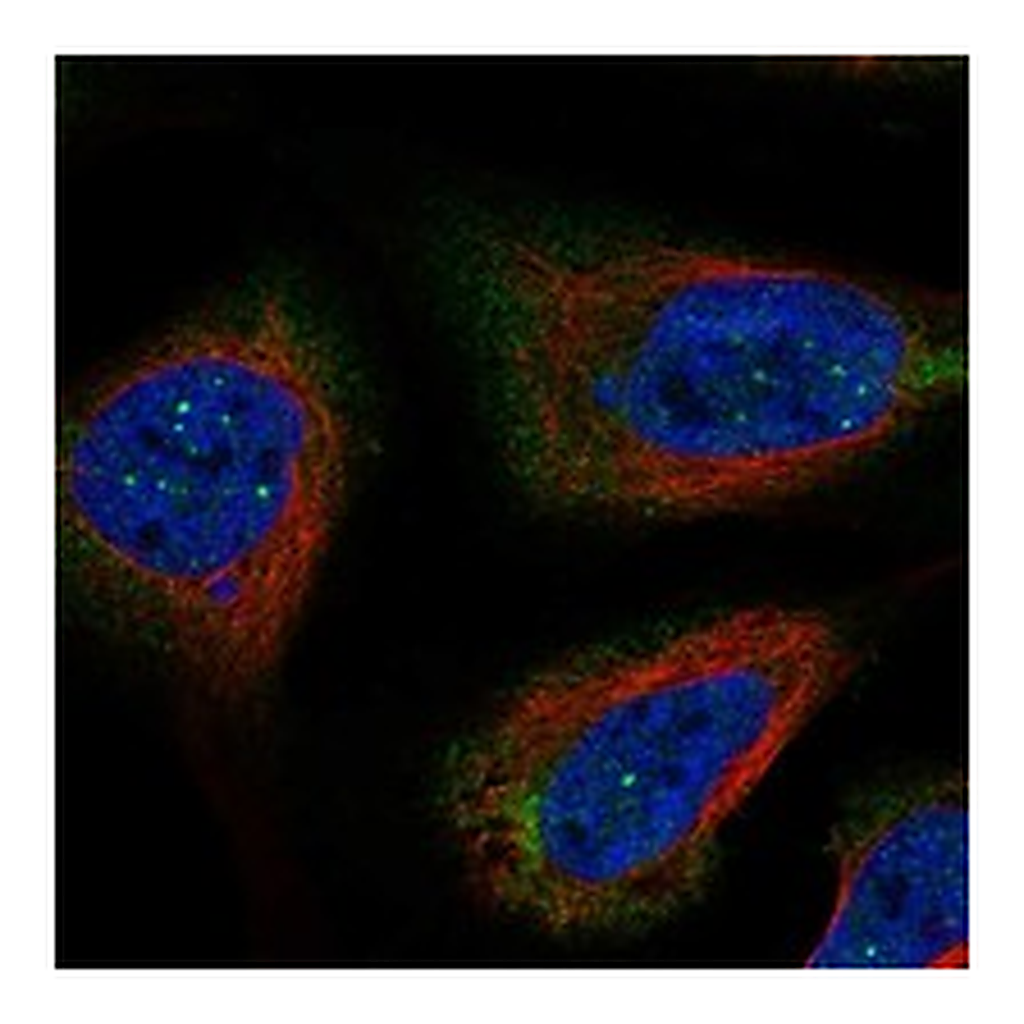 Atlas Antibodies Anti-RNF32 Antibody
