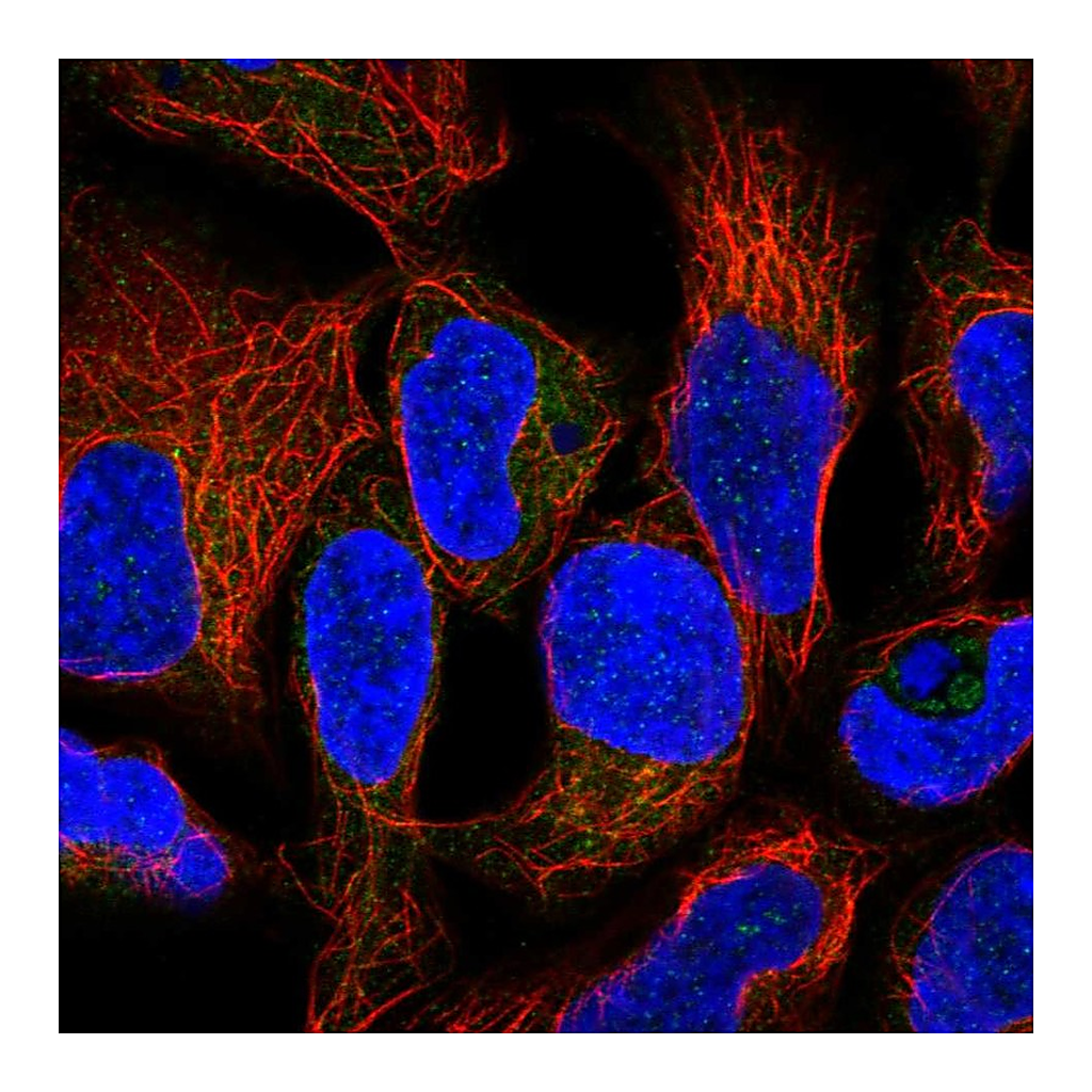 Atlas Antibodies Anti-RNF5 Antibody
