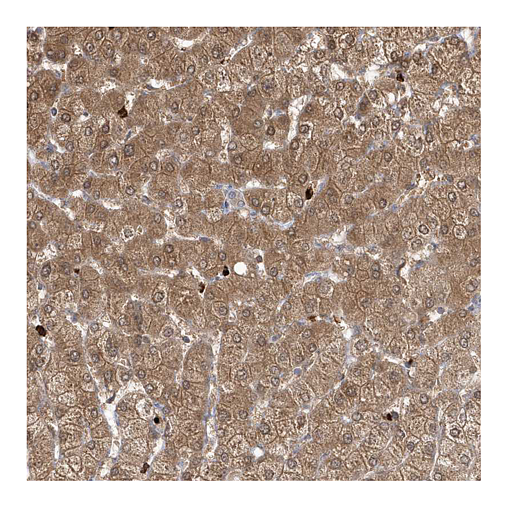Atlas Antibodies Anti-RNF7 Antibody