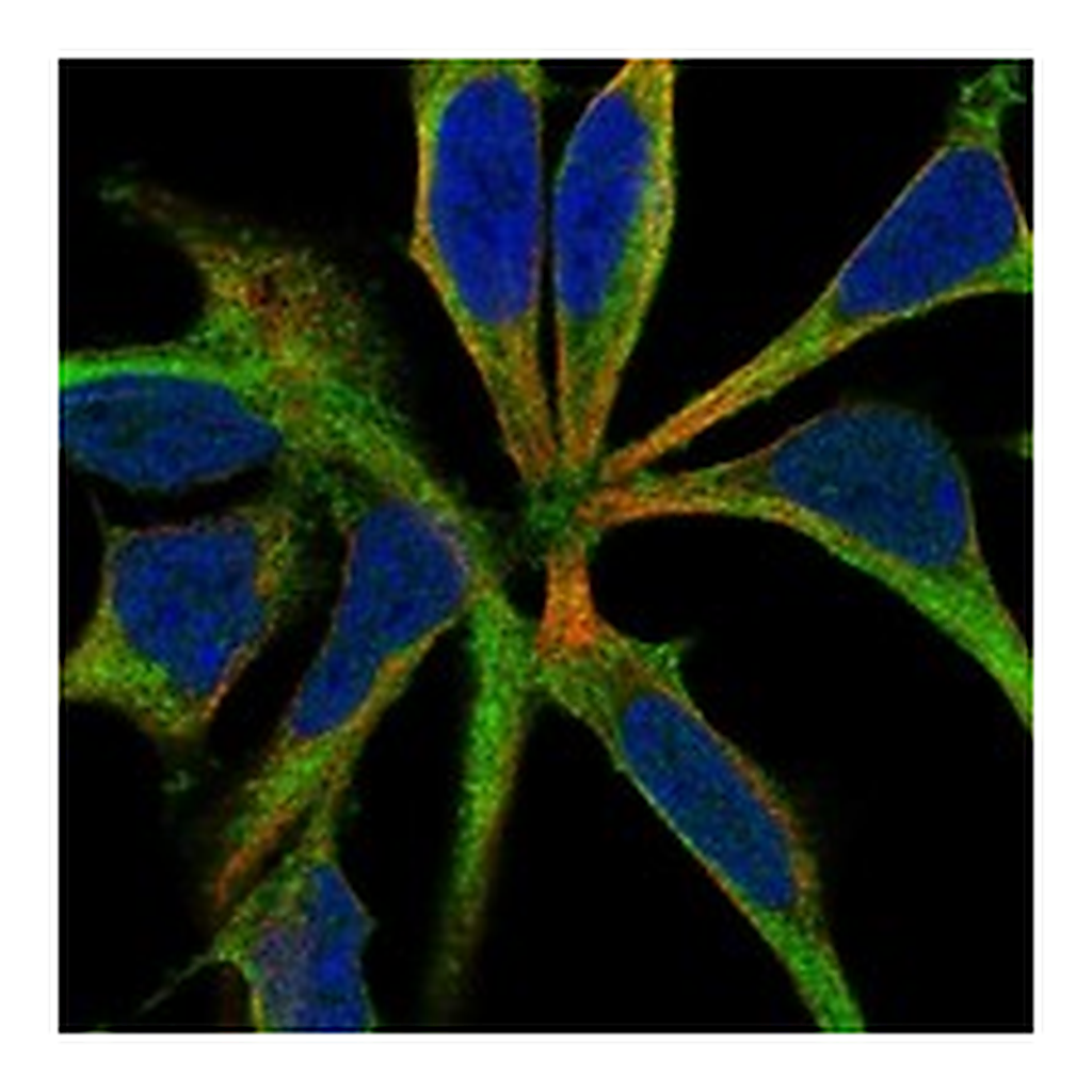 Atlas Antibodies Anti-ROBO3 Antibody