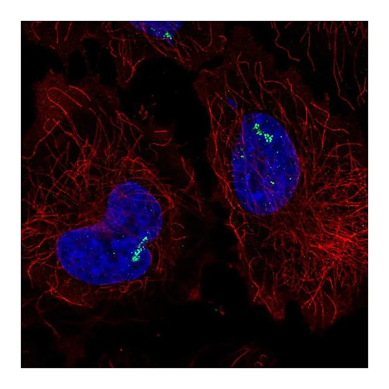 Atlas Antibodies Anti-RORC Antibody