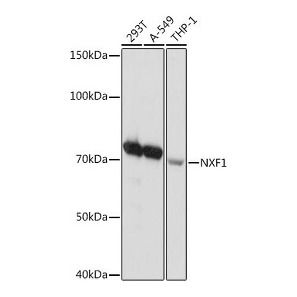 Merck Anti-NXF1 antibody produced in rabbit