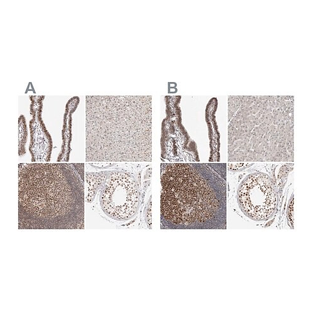 Merck Anti-MSH6 antibody produced in rabbit