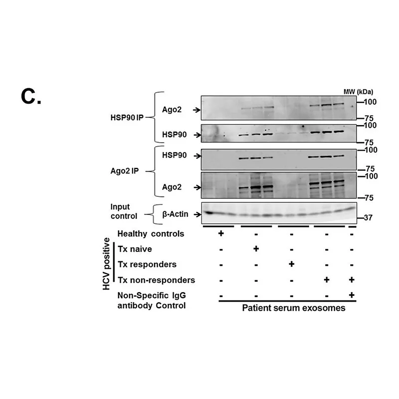 Merck Anti-EIF2C2/Ago2 antibody produced in rabbit