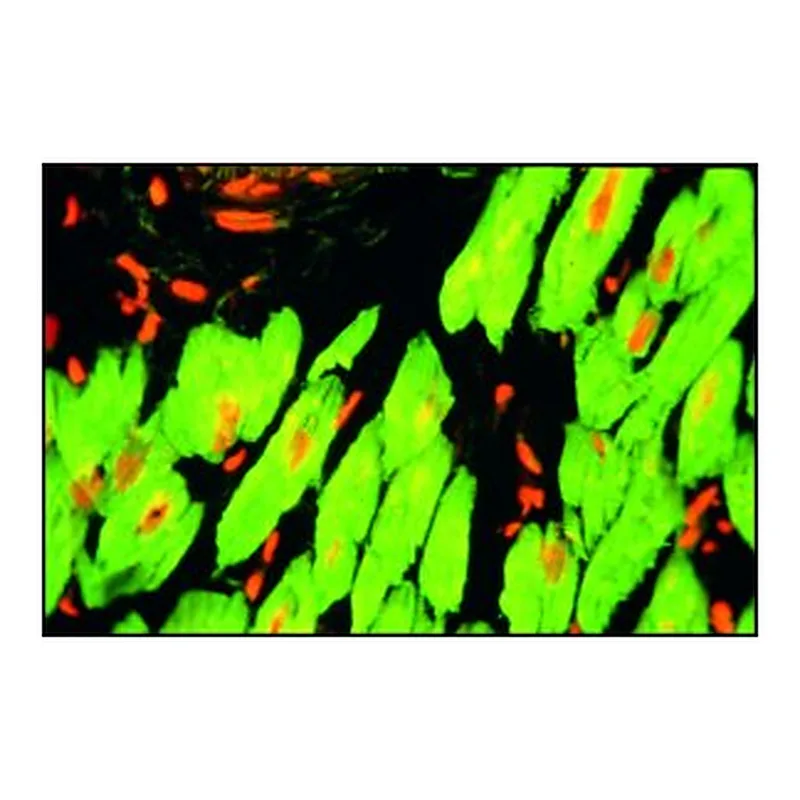 Merck MONOCLONAL ANTI-TROPONIN T, CLONE JLT-12