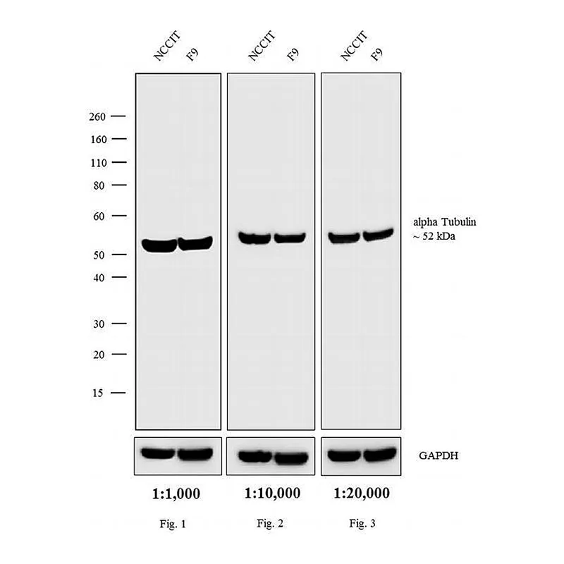 Thermo Fisher Scientific Rabbit anti-Rat IgG (H+L) Cross-Adsorbed Secondary Antibody, HRP