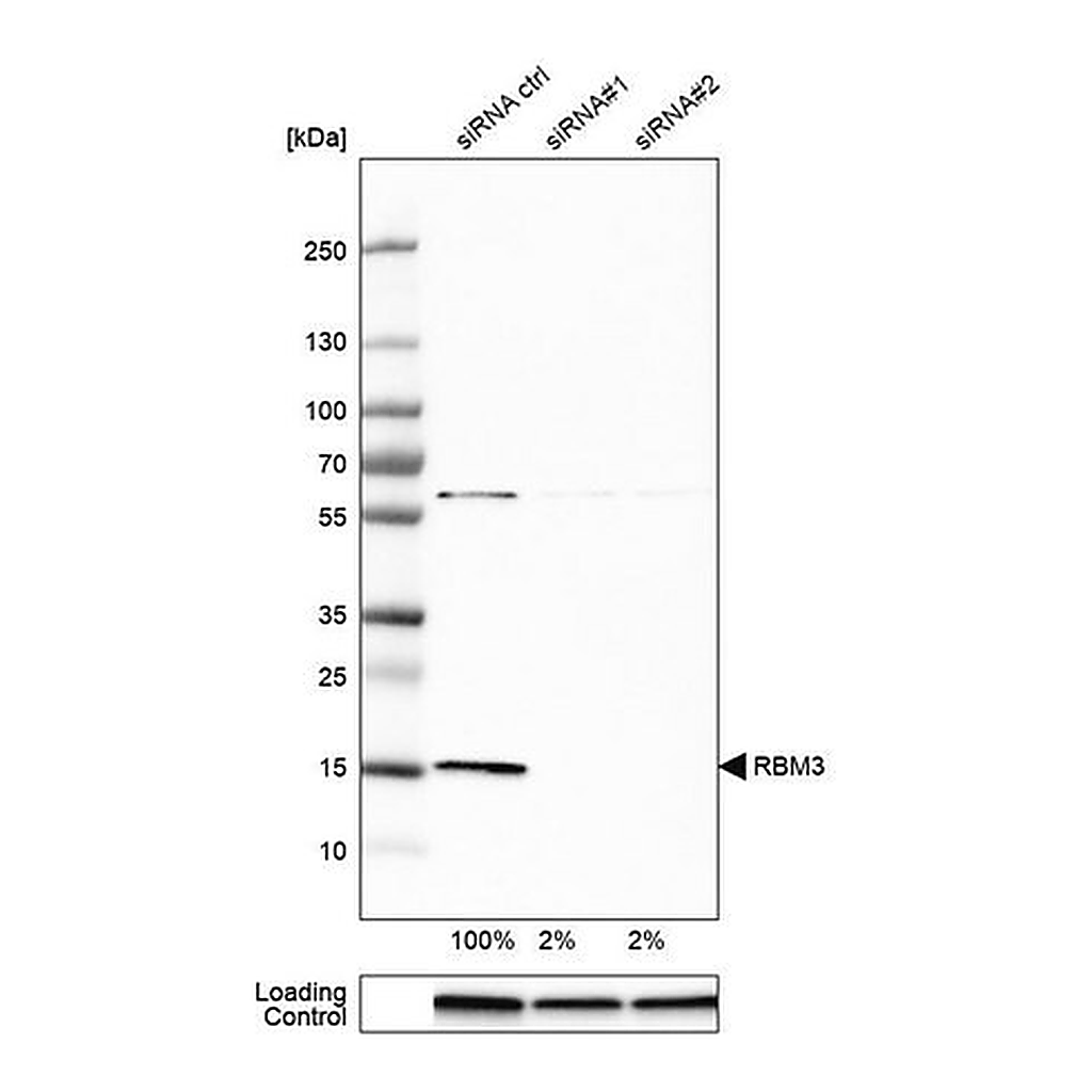 Merck Anti-RBM3 antibody produced in rabbit