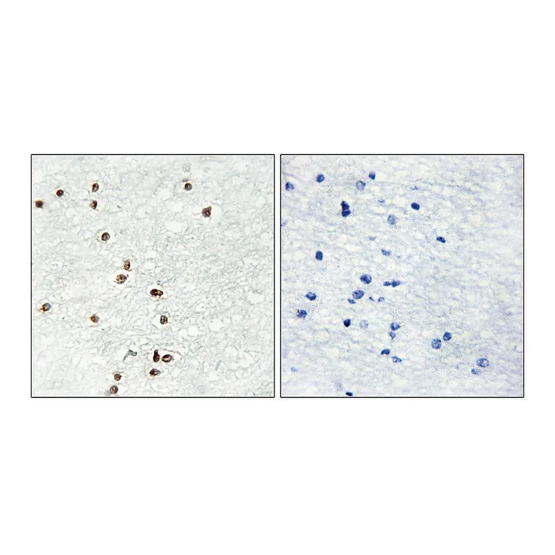 Merck Anti-ZIC1 antibody produced in rabbit