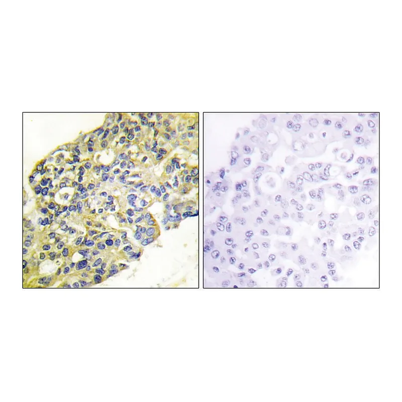 Merck Anti-PI3-kinase p85-alpha antibody produced in rabbit