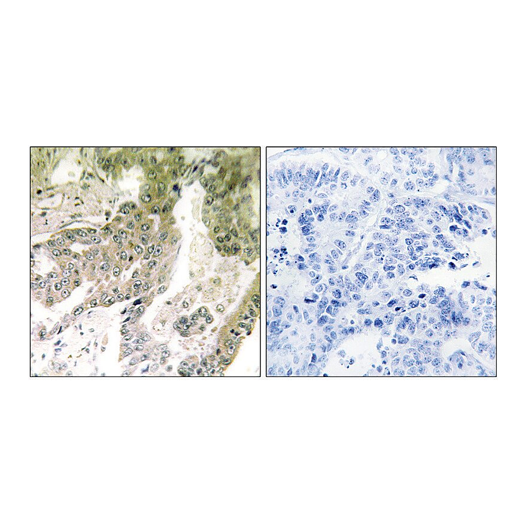 Merck Anti-LAMA5 antibody produced in rabbit