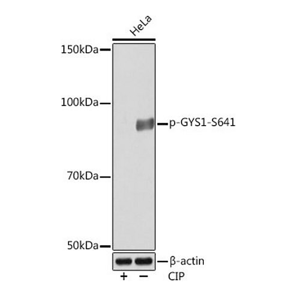 Merck Anti-Phospho-GYS1-S641 antibody produced in rabbit