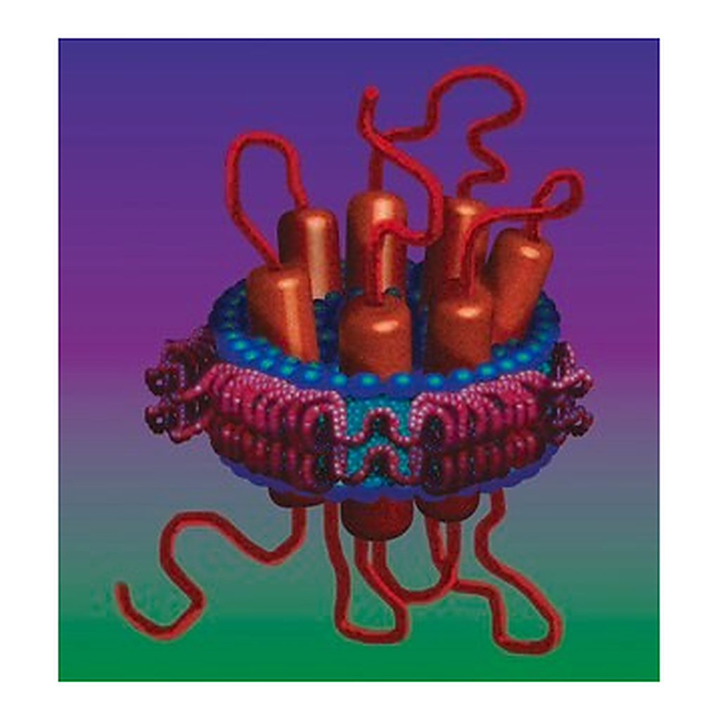 Merck MEMBRANE SCAFFOLD PROTEIN 1E3D1