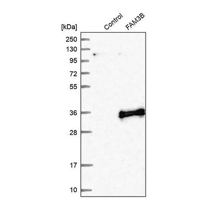 Merck Anti-FAM3B antibody produced in rabbit