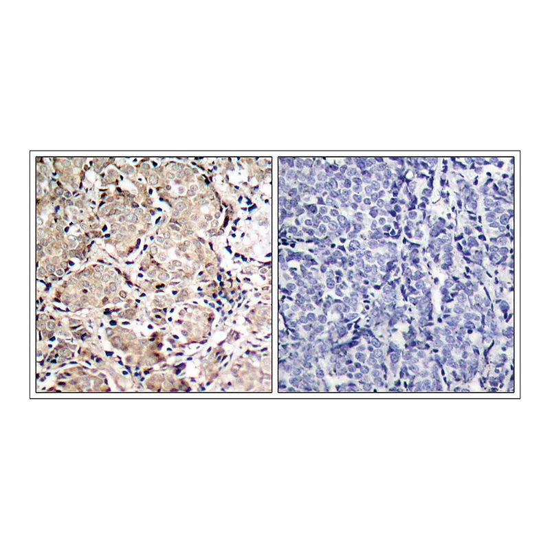 Merck Anti-phospho-FOXO1 (pSer319) antibody produced in rabbit