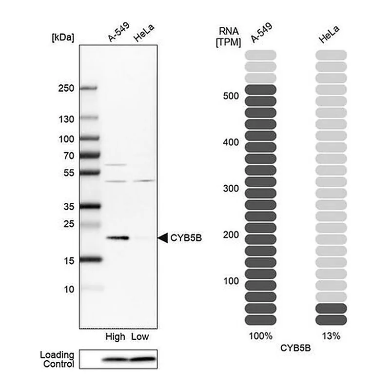 Merck Anti-CYB5B antibody produced in rabbit