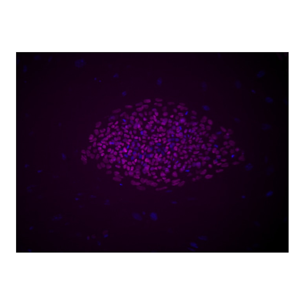 BD Alexa Fluor® 647 Mouse anti-Oct3/4
