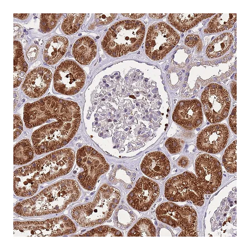 Atlas Antibodies Anti-CRYGN Antibody