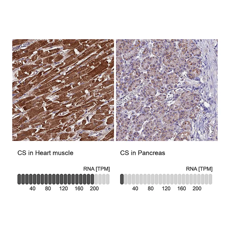 Atlas Antibodies Anti-CS Antibody