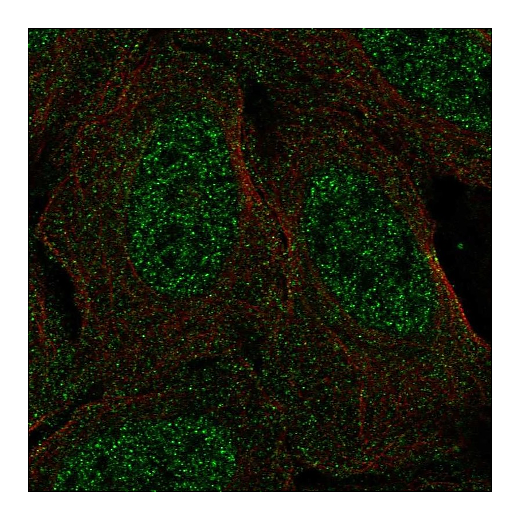 Atlas Antibodies Anti-CSDC2 Antibody