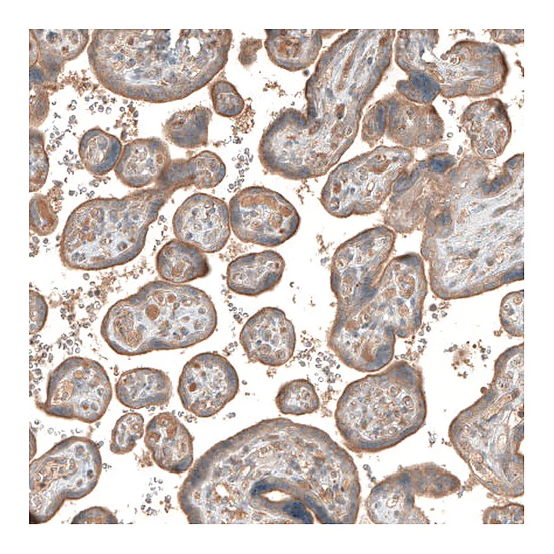 Atlas Antibodies Anti-CSF1R Antibody