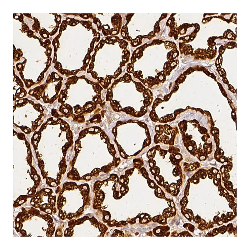 Atlas Antibodies Anti-CSN2 Antibody