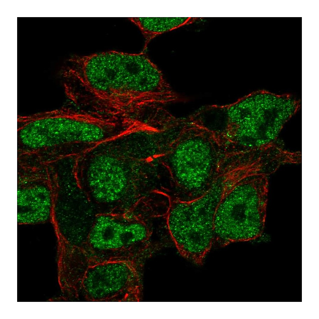 Atlas Antibodies Anti-CSPG5 Antibody