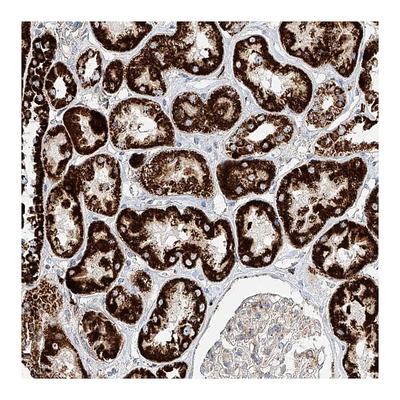 Atlas Antibodies Anti-CST9 Antibody
