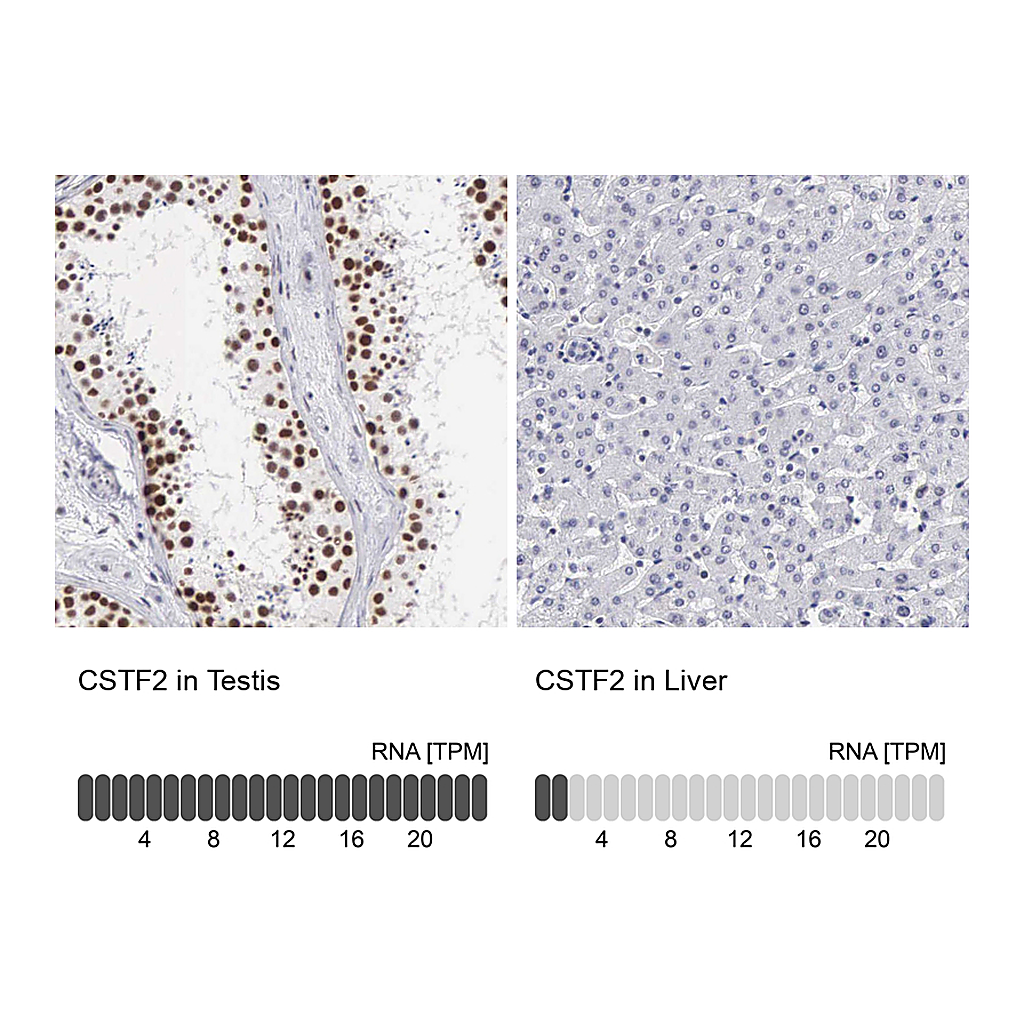 Atlas Antibodies Anti-CSTF2 Antibody