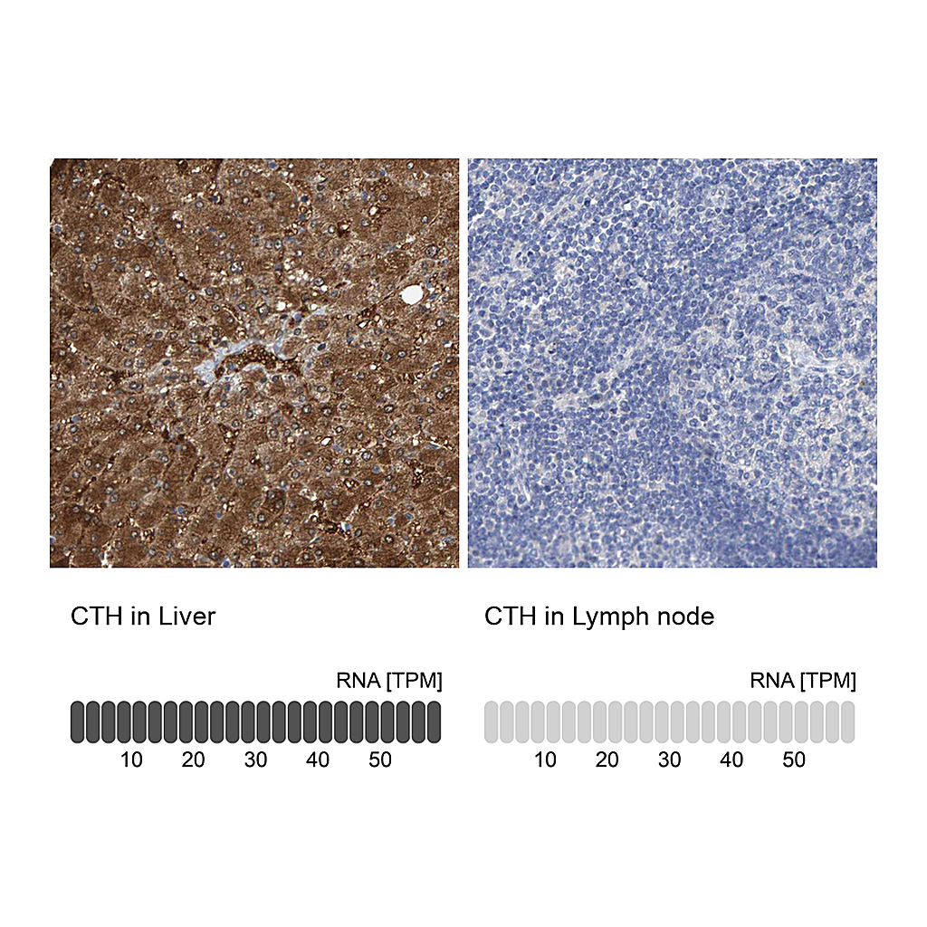 Atlas Antibodies Anti-CTH Antibody