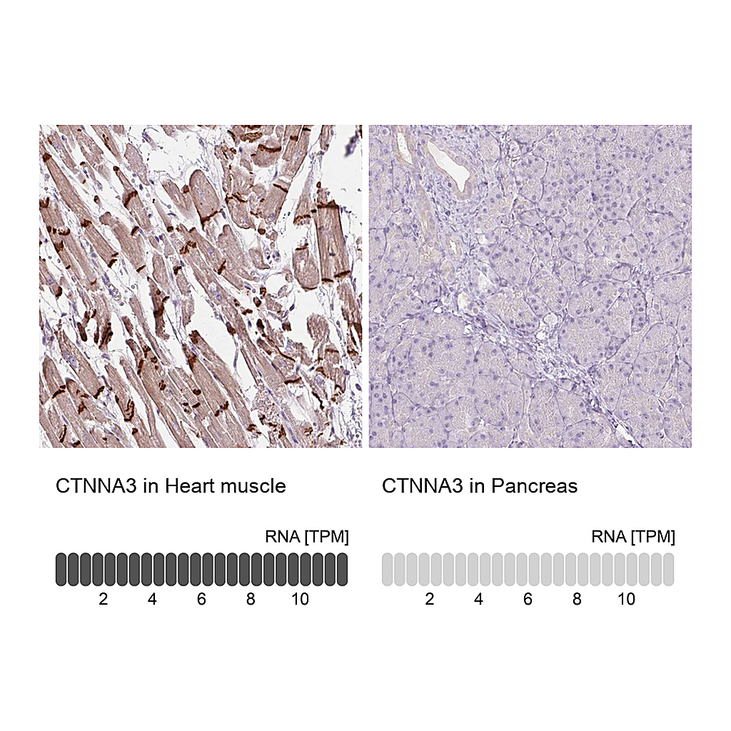 Atlas Antibodies Anti-CTNNA3 Antibody