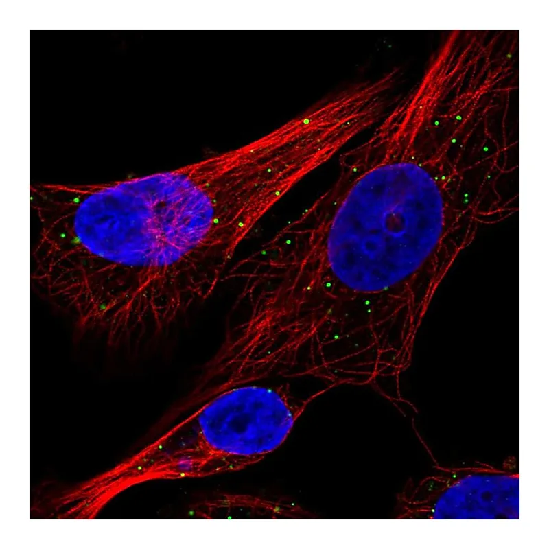 Atlas Antibodies Anti-CTSC Antibody