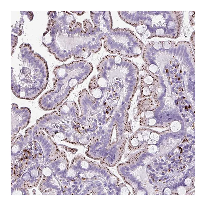 Atlas Antibodies Anti-CTSZ Antibody