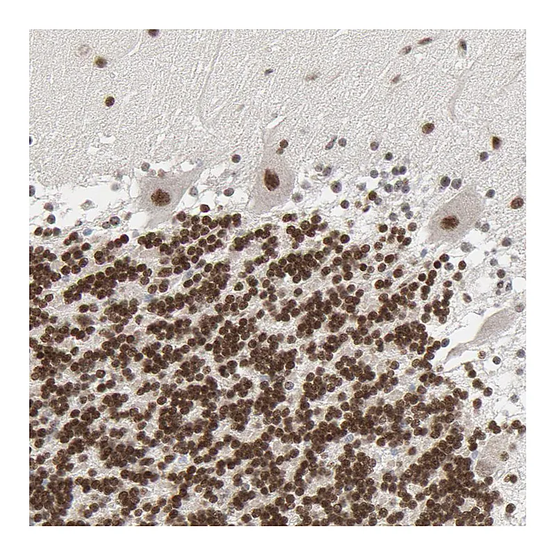 Atlas Antibodies Anti-CUX1 Antibody
