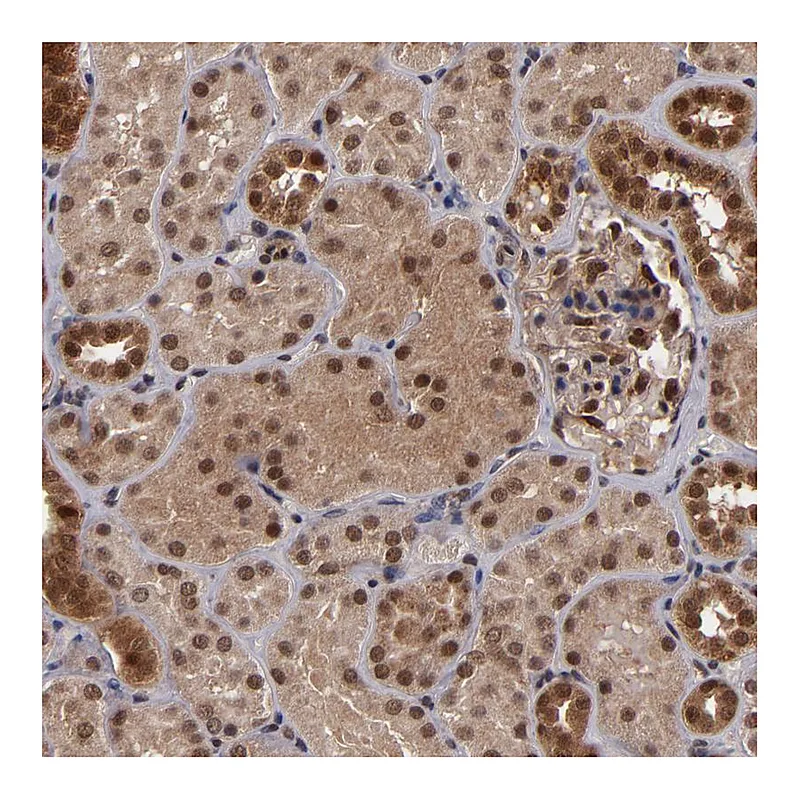 Atlas Antibodies Anti-CUL5 Antibody