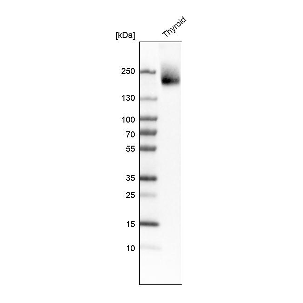 Atlas Antibodies Anti-CUX1 Antibody