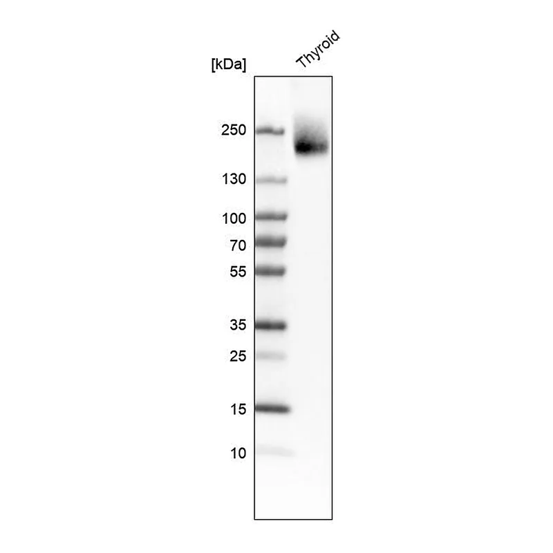Atlas Antibodies Anti-CUX1 Antibody