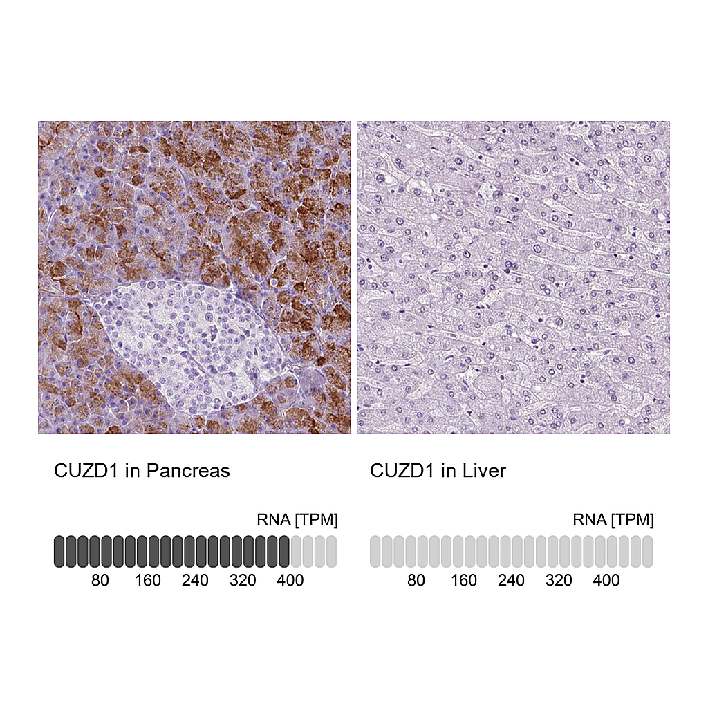 Atlas Antibodies Anti-CUZD1 Antibody