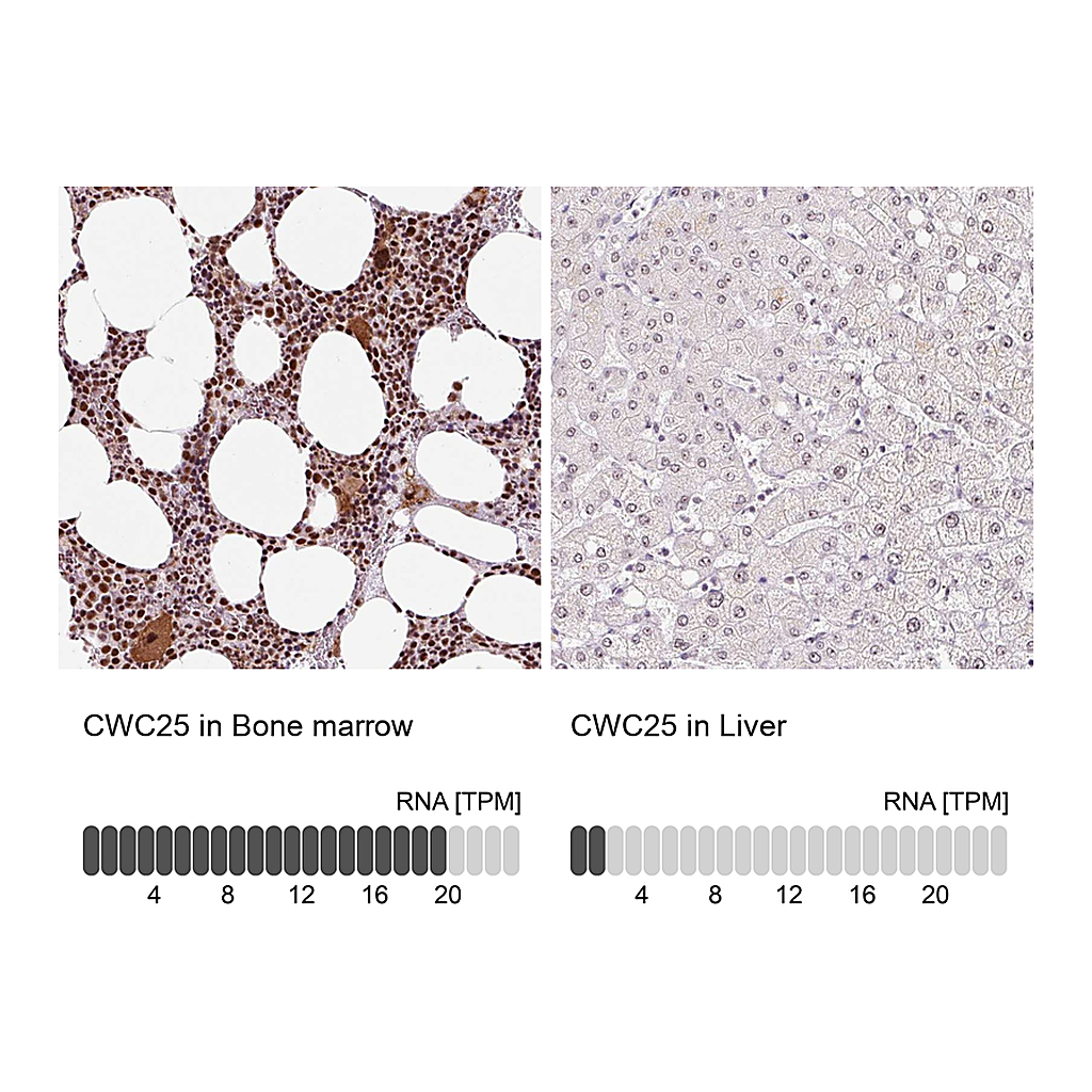 Atlas Antibodies Anti-CWC25 Antibody