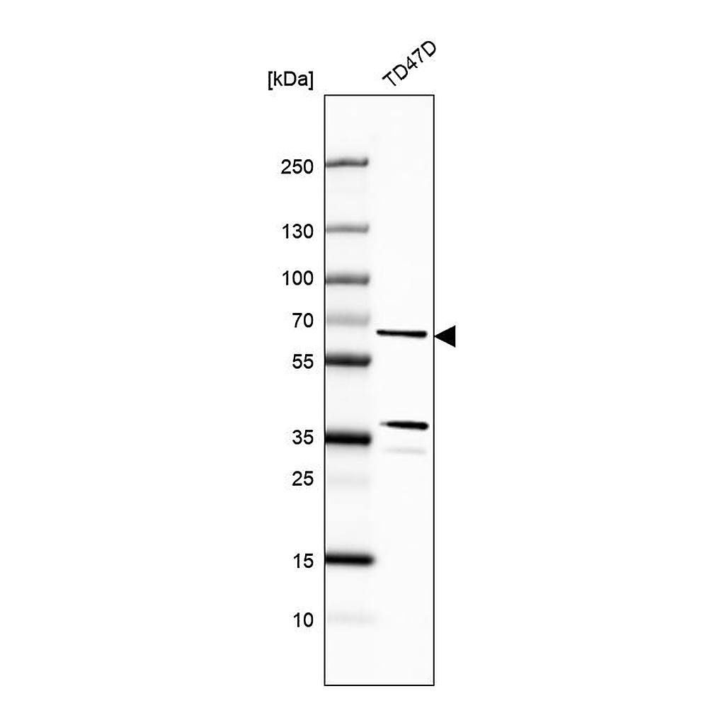 Atlas Antibodies Anti-CWF19L1 Antibody