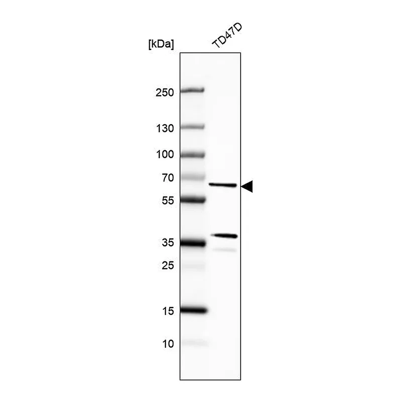 Atlas Antibodies Anti-CWF19L1 Antibody