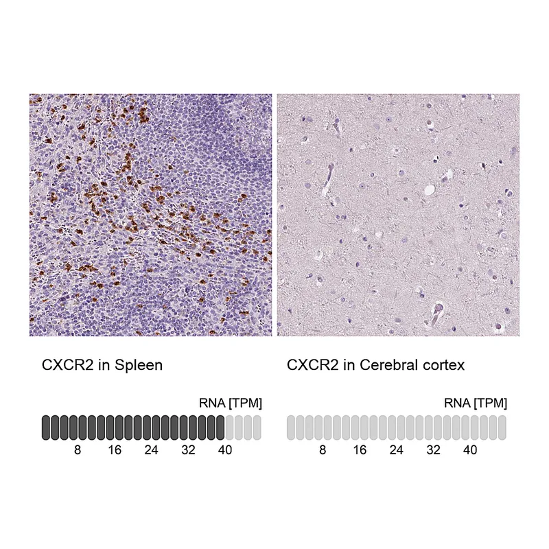 Atlas Antibodies Anti-CXCR2 Antibody
