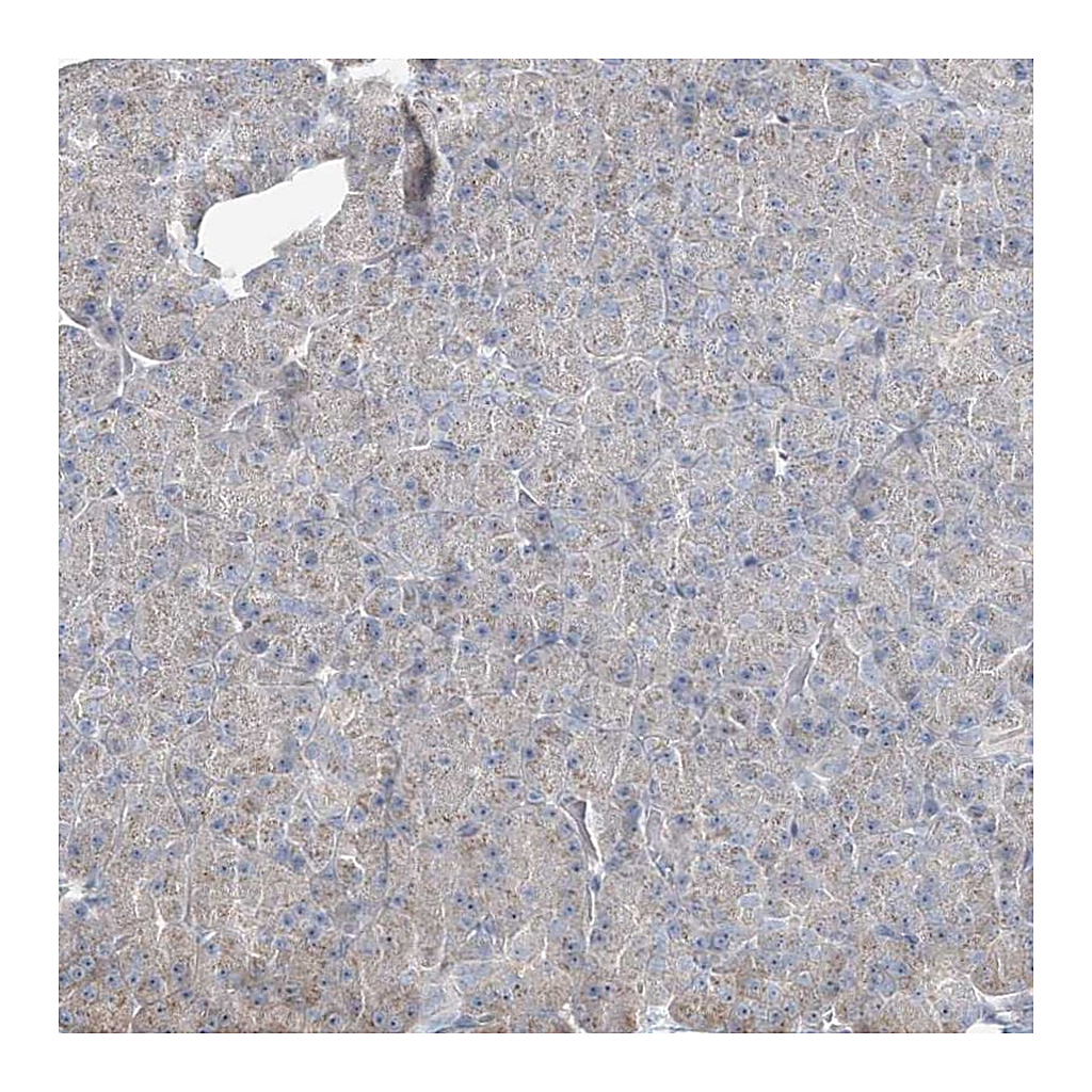 Atlas Antibodies Anti-CXXC5 Antibody