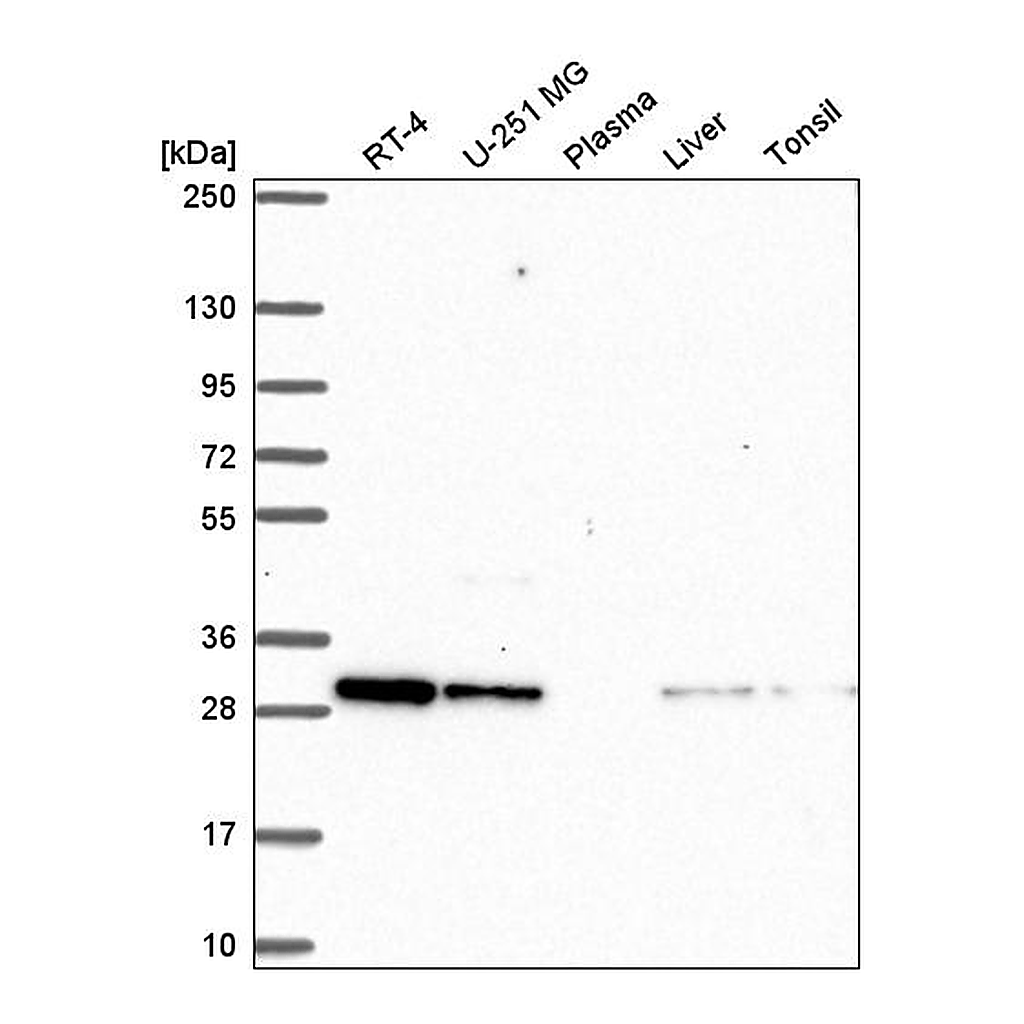 Atlas Antibodies Anti-CXXC5 Antibody