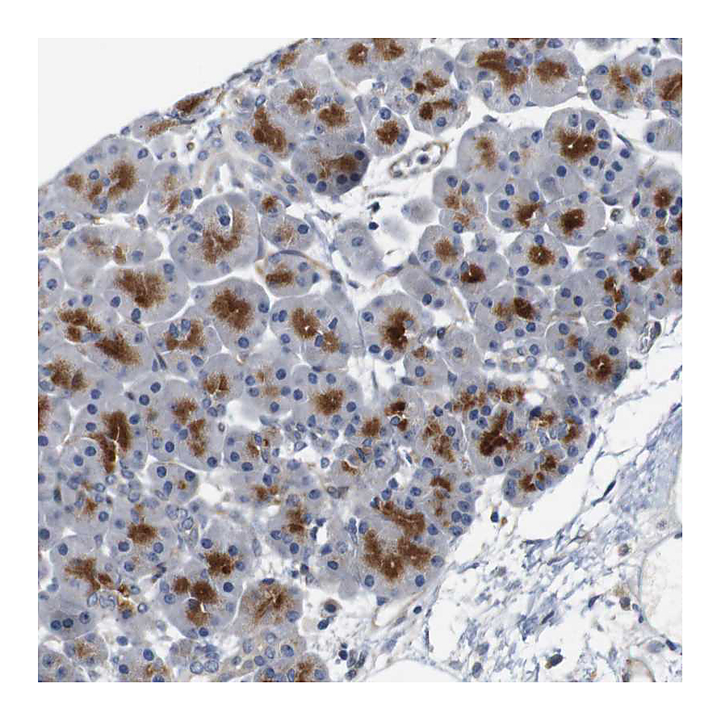 Atlas Antibodies Anti-CYB561 Antibody