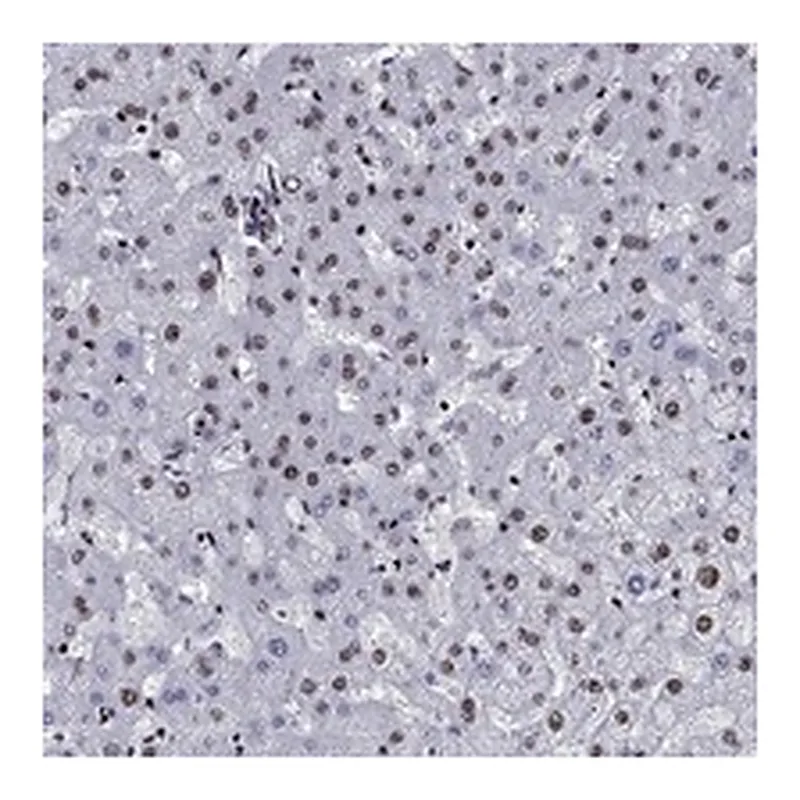 Atlas Antibodies Anti-CYB561D2 Antibody