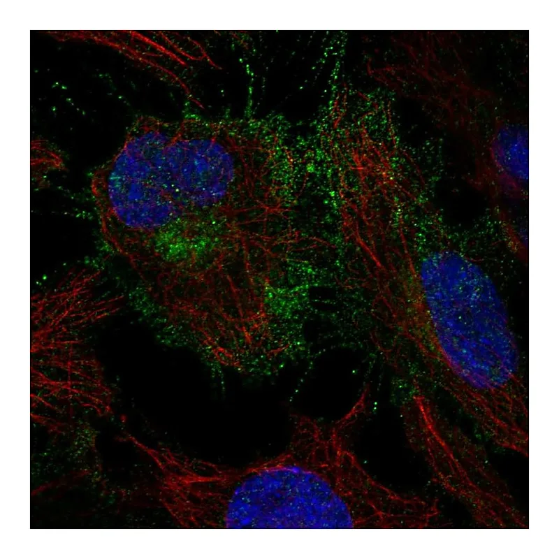Atlas Antibodies Anti-CYFIP2 Antibody