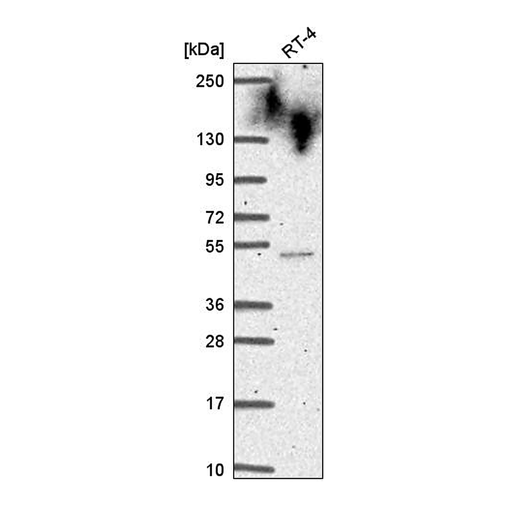Atlas Antibodies Anti-CYHR1 Antibody