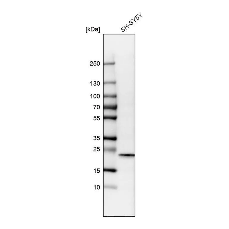 Atlas Antibodies Anti-CYGB Antibody